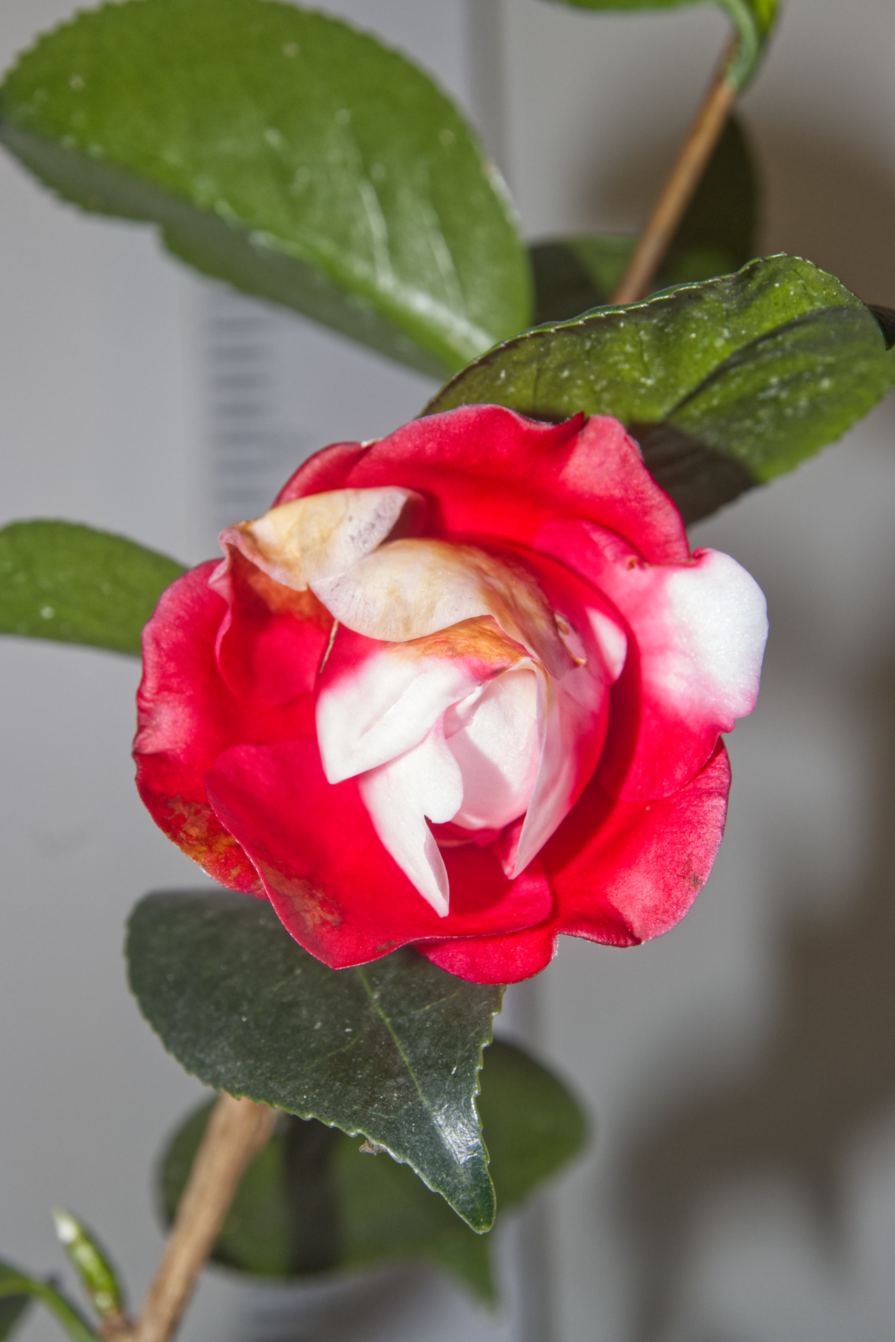 CAMELIA - Colleti Vera