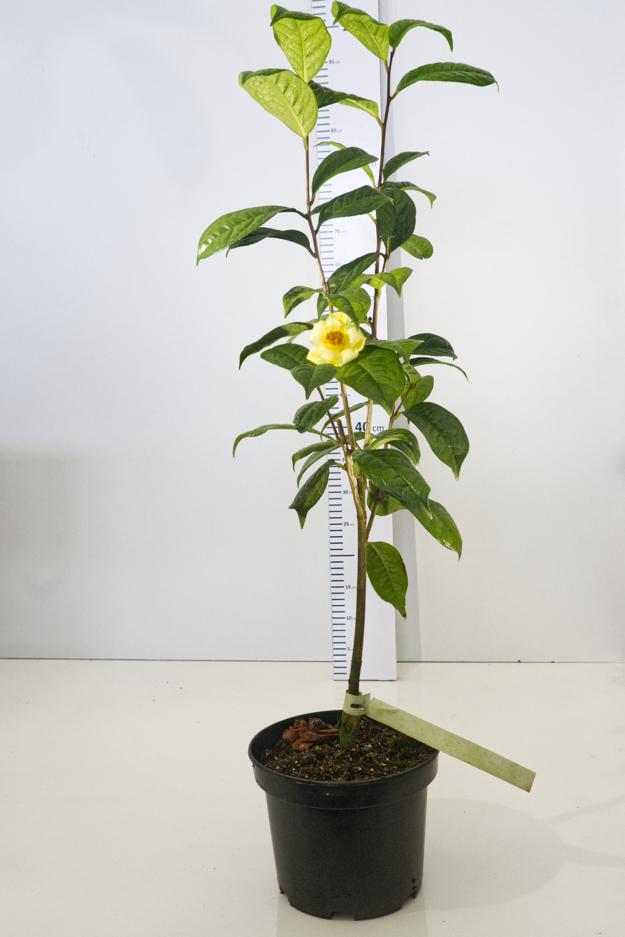 CAMÉLIA - C. longzhouensis