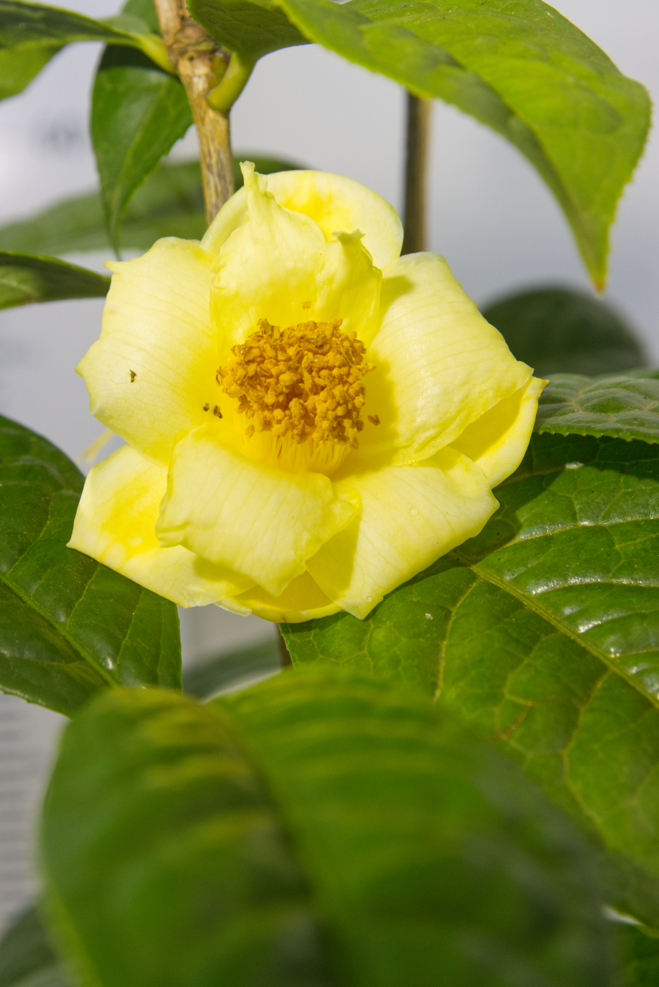 CAMÉLIA - C. longzhouensis