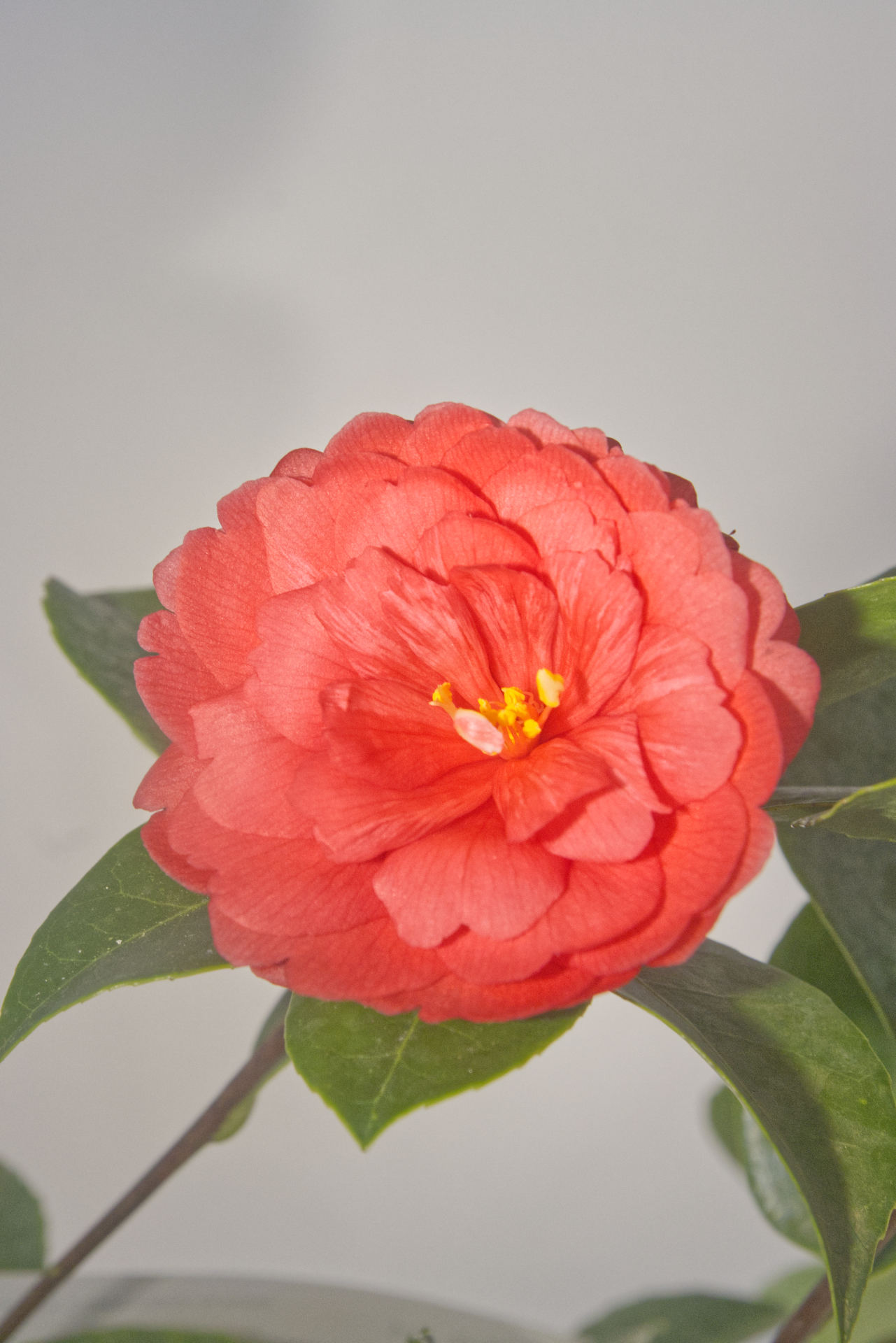 CAMÉLIA - Hibrida de Azalea