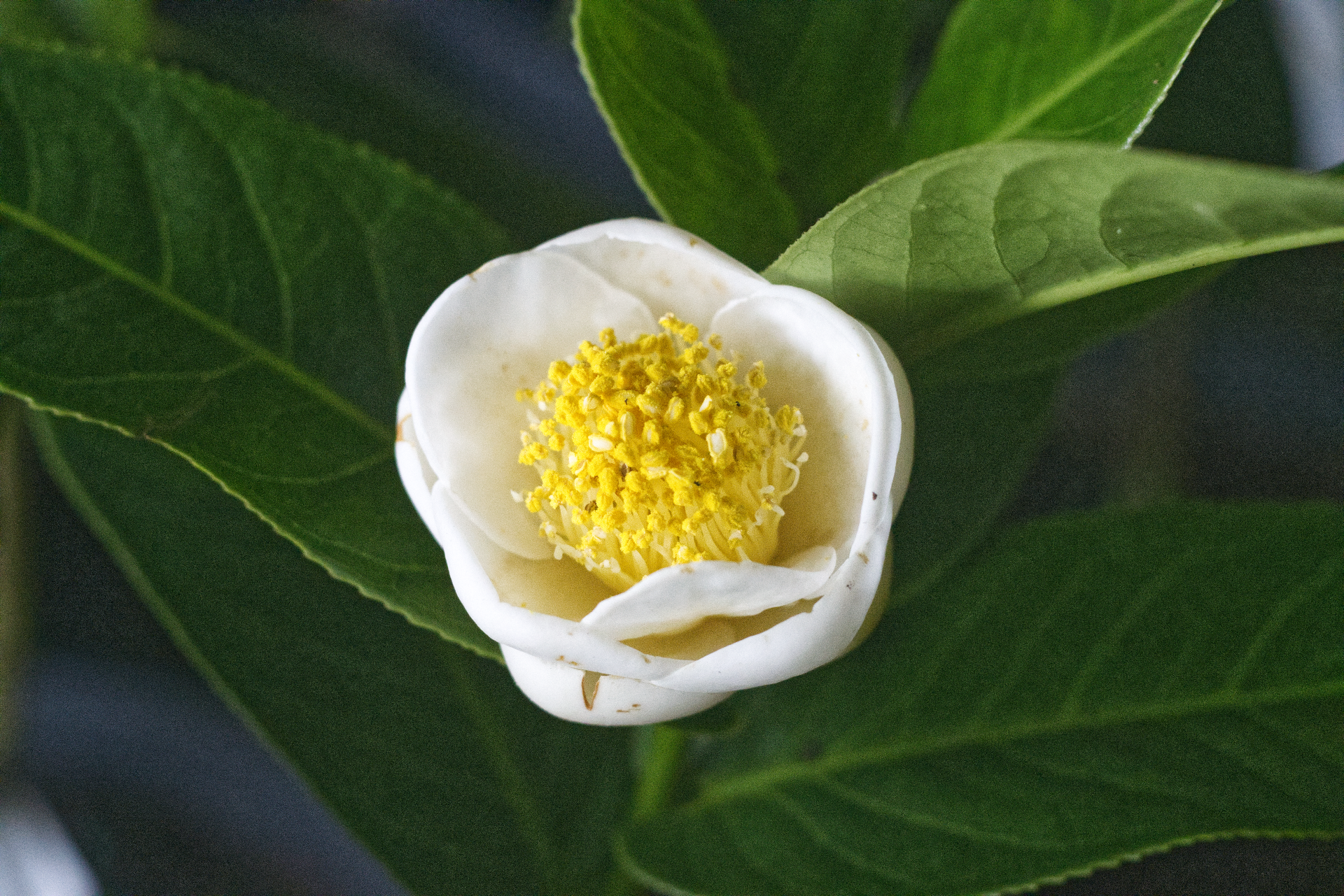 CAMÉLIA  - Amplexicaulis Lucii